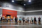 Rhodesian ridgebacks wait in line for breed judging. The Rose City Classic Dog Show was held at the Portland Metropolitan Exposition Center Jan. 15-19, 2020.