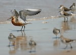 A red knot flaps its wings on the beach in Fortescue, N.J., in 2007. The shorebirds, designated as a threatened species, are dependent on horseshoe crab eggs.