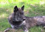 The Imnaha wolf pack's alpha male after being refitted with a working GPS collar on May 19, 2011.