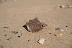 Remnants of horseshoe crabs are seen along the beach at the Chesapeake Bay in Maryland in March.