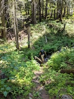 Look for huckleberries in mountain meadows and near sources of water like creeks. A Northwest hiker makes his way through the Nez Perce-Clearwater National Forest searching for huckleberries in this undated image.