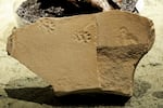 Fossilized feliform tracks discovered at the John Day Fossil Beds National Monument in Oregon. This collection of trace fossils are between 29 to 50 million years old and give additional context to behavior of prehistoric birds, invertebrates, lizards, and mammals.