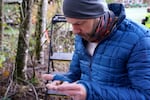 Washington State Department of Agriculture entomologist Chris Looney looks at two of the dozens of Asian giant hornets he vacuumed from a nest in a nearby tree Saturday, Oct. 24, 2020, in Blaine, Wash.