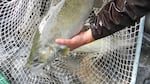 U.S. Fish and Wildlife Service Biologist Rod Engle pulls a tule fall chinook salmon from a net.