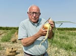 Tom Williams, co-owner of Williams Organic Farms, displays a Walla Walla sweet onion grown from his onion field in Umatilla County, Ore.