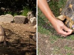 Left: A Ploughshare Tortoise (center), native to Madagascar, is critically endangered due to poaching from the pet trade. Their rareness adds to their value on the illegal market. For poachers, Liu said, “It’s like finding a gold brick on the ground.” Right: Due to their golden coloration and friendly personalities, the Radiated Tortoise is one of the most heavily poached animals in the world, Liu said.