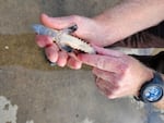 An upturned hand cradles a juvenile sturgeon.