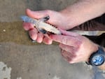 An upturned hand cradles a juvenile sturgeon. 