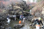 People trap juvenile fish stranded in a side channel of the Deschutes River on October 18, 2021. Without intervention, the fish would be left without water and die as flows are diverted upstream to refill Wickiup reservoir.