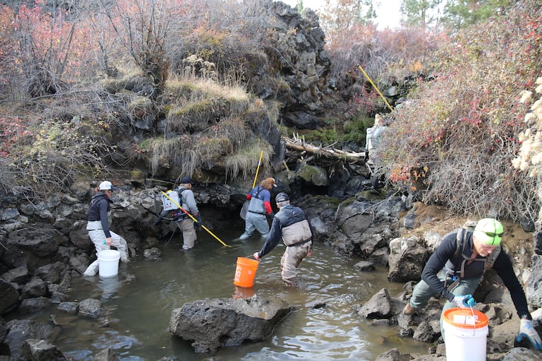 People trap juvenile fish stranded in a side channel of the Deschutes River on Oct. 18, 2021. Without intervention, the fish would be left without water and die as flows are diverted upstream to refill Wickiup Reservoir.