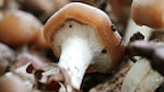 A cluster of Psilocybe ovoideocystidiata mushrooms found growing in a Portland city park on April 13, 2023. "Ovoids" are more commonly found in the Ohio River valley, but have recently taken root up and down the West Coast.