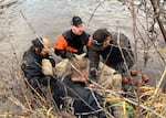 Fisheries staff with the Karuk Tribe search a seine net for fish in the Klamath River.