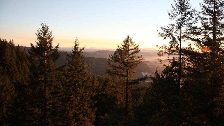 The White Castle timber sale near Roseburg, Ore., by the U.S. Bureau of Land Management has pitted environmentalists against forestry professors in a new debate over the management of Pacific Northwest forests.