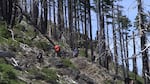 A volunteer trail crew for the Siskiyou Mountain Club hikes through the Kalmiopsis Wilderness.