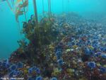 A barren kelp forest off the coast of Carmel, Calif with hundreds of sea urchin.