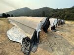 Greenhouses at an illegal cannabis grow in Jackson County after a raid by law enforcement agencies in late August.