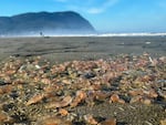 This photo provided by Seaside Aquarium shows skin breathing sea cucumbers sitting on a beach in Seaside, Oregon on Tuesday, Oct. 21, 2025.
