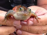 Oregon spotted frogs have disappeared from nearly 90 percent of their historic range.