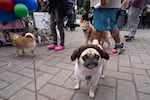Roxy, dressed as "Pug-cess Leia," attends the event. 