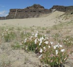 Pale evening primrose patches near Quincy, Wash.