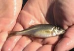 The Oregon chub, a tiny minnow, is the first fish ever taken off of U.S. Endangered Species Act protection because it's no longer threatened by extinction.