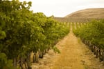 Northwest wine industry leader, Ste. Michelle Wine Estates, owns or contracts with growers to produce grapes on more than 30,000 acres in Washington. Recently, though, the company announced it's dumping about 40 percent of its contracts with Washington growers.