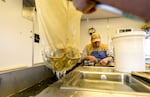 David Washington of Harrah, Wash., snips adipose fins off of salmon, identifying them as hatchery fish, at the Cle Elum Supplementation and Research Facility in Cle Elum, Wash. 