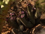 A young saguaro cactus at the desert botanical garden in Phoenix, Arizona on Friday, June 28, 2024. Immature plants are less resistant to extreme heat.