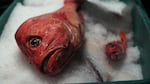 Whole rockfish at the Woodstock Fish Market in Portland.