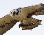 In this undated handout image, an osprey flies with a fish in its grasp, at the William L. Finley National Wildlife Refuge in Oregon. The bird of prey may become Oregon's new state bird.