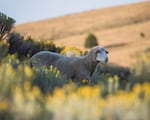 A sheep at Imperial Ranch Farms in Maupin, Oregon. Ranch leader Jeanne Carver is also founder of Shaniko Wool Company, which is providing wool to Ralph Lauren for the 2024 Summer Olympics opening ceremony in Paris.