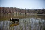 Pinky Beymer's dog Rowdy wades in the shallows of Trout Lake. The surrounding forest was burnt in the Lionshead Fire.