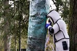 FILE - Washington State Department of Agriculture entomologist Chris Looney, wearing a protective suit, fills a tree cavity with carbon dioxide after vacuuming a nest of Asian giant hornets from inside it Saturday, Oct. 24, 2020, in Blaine, Wash.