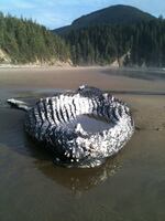 A dead whale that washed ashore near Arch Cape over the weekend found its way to another beach.