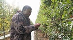 In this image collected from video footage in November 2022, orchard manager Rafael Moreno inspects an apple at Starr Ranch in Quincy, Washington. 