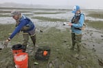 University of Washington researcher Jennifer Ruesink, left, and student Bridget Reed trap European green crabs on Willapa Bay near Nahcotta, Wash., on Aug. 12, 2026.
