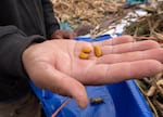 Gonzalo Garcia Reyes holds some beans he's drying inside a greenhouse at the Headwaters farm in Gresham, Ore. Oct. 8, 2024.