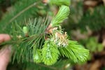 Characteristic sudden oak death shoot blight symptoms on emerging shoot and needles of a Douglas fir.