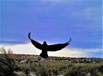 A raven lands to eat bait that researcher Lindsey Perry placed earlier.