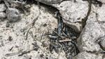 Fish left high and dry on an upper section of the Klamath River near Keno, OR.