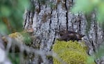 This photo released by Oregon State University shows a marbled murrelet nesting on moss in a coastal forest.