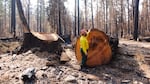 OSU fire researcher Chris Dunn examines a several hundred year old Douglas fir that stood at the entrance of Delta Campground on the McKenzie River.  The tree was cut as a hazard tree after the Holiday Farm Fire.