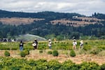 FILE - In this July 1, 2021 file photo, farmworkers till soil as a heat wave bakes the Pacific Northwest in record-high temperatures near St. Paul, Ore. The Pacific Northwest is bracing for another major, multi-day heat wave in mid-August 2021 just a month after temperatures soared as high as 116 F in a record-shattering heat event that killed scores of the most vulnerable across the region.