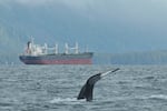 In this undated photo, a humpback whale's fluke is shown breaching the water's surface in British Columbia as a cargo ship passes nearby. A recent study led by researchers at the University of Washington found that only 7% of global hotspots for whale and ship collisions have any protections in place to protect humpbacks and other kinds of whales from this threat.