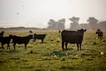 FILE - Cows in a field along Highway 30, just south of Baker City, Ore., July 30, 2024. 