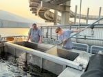 Darren Ogden, a biologist with NOAA, watches as technician Riley Krieg nets sockeye salmon to put them into a tank on a truck.