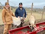 Tanya Clarke and Daniel Connell own and operate Goldendale Reindeer Farm, which has nine reindeer. 