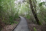 A wooden walkway draws visitors into the blind.