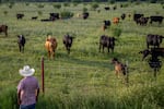 Farmer Jose Esquivel surveys his field of cattle on June 13, 2023 in Quemado, Texas.
