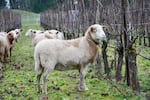 Johan Vineyards in the Willamette Valley includes sheep on their vineyards as part of their agricultural practices.